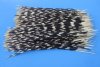 13 to 17 inches 300 Porcupine Quills from Africa (You are buying the quills shown in the photo priced .40 each)
