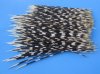 11 to 14 inches 300 Porcupine Quills from Africa (You are buying the quills shown in the photo priced .40 each)