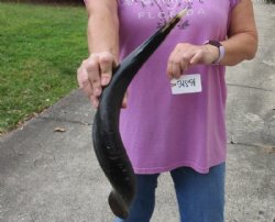 Polished Kudu horn for sale measuring 21 inches, for making a shofar for $43