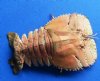 6-3/4 inches Dried Lobster,  Ibacus altecrenatus - You are buying the dried lobster shown for $13.00