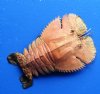 6-1/2 inches Dried Lobster,  Ibacus altecrenatus - You are buying the dried lobster shown for $13.00