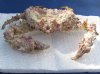 7-1/2 inches wide and 5 inches long inches Dried Stone Crab, Daldorfia Horrida $13.00. (This is the one you are buying.)
