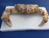 8 inches wide and 7 inches long Dried Stone Crab, Daldorfia Horrida $13.00. (This is the one you are buying.)