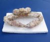 7 inches wide and 5 inches long Dried Stone Crab, Daldorfia Horrida $13.00. (This is the one you are buying.)