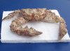 8 inches wide and 7-1/4 inches long Dried Stone Crab, Daldorfia Horrida $13.00. (This is the one you are buying.)