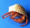 6  inch Dried Hermit Crab in a Tun shell $11.00. (You are buying the one in the photo.)