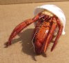 5 inch Dried Hermit Crab in a Tun shell (You are buying the one in the photo) for $11.00