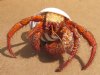 5 inch Dried Hermit Crab in a Tun shell (You are buying the one in the photo) for $11.00