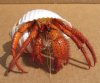 4-1/2 inch Dried Hermit Crab in a Tun shell (You are buying the one in the photo) for $11.00
