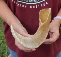 Sheep Horn 18 inches measured around the curl $18 