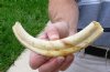 9 inch Warthog Tusk, Warthog Ivory from African Warthog .45 lb (You are buying the tusk in the photo) for $25.00