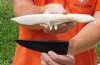 9 inch Alligator Carved Jaw Bone Knife with sheath hand crafted out of a real alligator's jaw bone (You are buying the knife shown) for $17.00