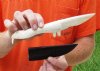 9-1/2 inch Alligator Carved Jaw Bone Knife with sheath hand crafted out of a real alligator's jaw bone (You are buying the knife shown) for $17.00