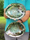 2 piece green abalone shells, 8 and 7-1/2 inches (You are buying the two abalone shells pictured) for $10.00 each