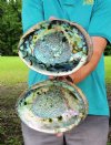2 piece green abalone shells, 7-3/4 inches (You are buying the two abalone shells pictured) for $10.00 each