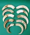 10 Wholesale Warthog Ivory Tusks 8 inches around the curve weighing a total of 2.60 pounds (You are buying these tusks) for $150.00