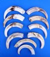 10 Wholesale Warthog Ivory Tusks 9 inches around the curve weighing a total of 3.15 pounds (You are buying these tusks) for $180.00