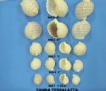 Wholesale Tonna Tessellata Spotted Tun Shells 5  inch  - Packed 6  pieces @ $2.05  each;  