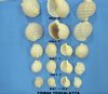 Case of 5 inches Wholesale Tonna Tesselatta, Spotted Tun Shells Minimum 2 Cases of 20 pcs each @ $1.82 each