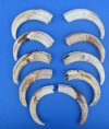 10 Wholesale Warthog Ivory Tusks 9 inches around the curve weighing a total of 3.10 pounds (You are buying these tusks) for $175.00