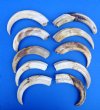 10 Wholesale Warthog Ivory Tusks 9 inches around the curve weighing a total of 3.20 pounds (You are buying these tusks) for $180.00