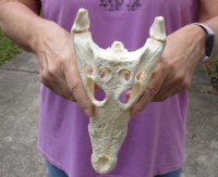 <font color=red>REDUCED PRICE - SALE!</font> Nile crocodile skull from Africa measuring 10-1/2 inches long and 4-3/4 inches wide (off white in color) for $80 (Cites #223756) (missing some teeth)