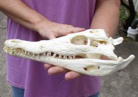 <font color=red>REDUCED PRICE - SALE!</font> Nile crocodile skull from Africa measuring 10-1/2 inches long and 4-3/4 inches wide (off white in color) for $80 (Cites #223756) (missing some teeth)