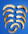 10 Wholesale Warthog Ivory Tusks 7 inches around the curve weighing a total of 2.15 pounds (You are buying these tusks) for $120.00
