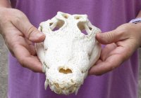 <font color=red>REDUCED PRICE - SALE!</font> Nile crocodile skull from Africa measuring 11 inches long and 4-1/4 inches wide (off white in color) for $95 (Cites #223756) (minor damage on back, hole and missing teeth)