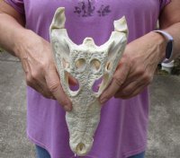 <font color=red>REDUCED PRICE - SALE!</font> Nile crocodile skull from Africa measuring 11 inches long and 4-1/4 inches wide (off white in color) for $95 (Cites #223756) (minor damage on back, hole and missing teeth)