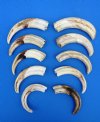 10 Wholesale Warthog Ivory Tusks 7 inches around the curve weighing a total of 2.0 pounds (You are buying these tusks) for $115.00