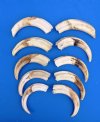 10 Wholesale Warthog Ivory Tusks 7 inches around the curve weighing a total of 2.05 pounds (You are buying these tusks) for $120.00