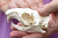 A-Grade North American Groundhog Skull (Woodchuck) measuring 3-1/2 inches long and 2-1/4 inches wide for $30