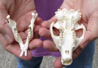 A-Grade North American Groundhog Skull (Woodchuck) measuring 3-1/2 inches long and 2-1/4 inches wide for $30