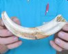 1 Warthog Tusks, Warthog Ivory for Carving 9 inches, .30 lbs - You are buying the tusks shown for $20.00