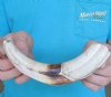 1 Warthog Tusks, Warthog Ivory for Carving 9-1/4 inches, .30 lbs - You are buying the tusks shown for $20.00