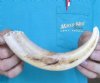 1 Warthog Tusks, Warthog Ivory for Carving 9-1/4 inches, .30 lbs - You are buying the tusks shown for $20.00