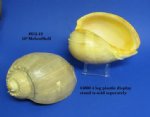 10 inches Wholesale Philippine Crowned Baler Melon Shells Minimum: 2 @ $10.00 each