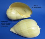 11 inch Wholesale Philippine Crowned Baler Melon Shells $15.00 each