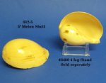  5" Wholesale  Melo Melo Indian volute shell  - $16.80 a dozen; 