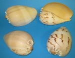 5 pc lot 5 inch Philippine Crowned Baler Melon Shells - Packed 5 @ $1.60 each
