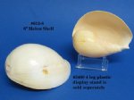 6 inch Wholesale Melon Indian Volute melo melo shell - Packed 6 @ $2.00 each