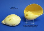 7" Melon  Indian volute melo melo shells wholesale -  Packed: 3 pieces @ $2.50  each