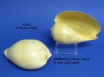 8"  Philippine Crowned Baler Melon Shells Wholesale - Packed: 3 @ $4.50 each; 12 pcs (4 packs) @ $4.05 each