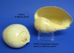 9 inches Wholesale Philippine Crowned Baler Melon Shells  -  Packed: 2 @ $5.00 each; 6 pcs (3 packs) @ $4.50 each 