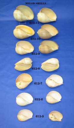 Melon Shells