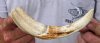 9-1/2  inch warthog tusk weighing .40 pounds (You are buying the tusk shown) for $25.00