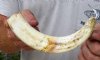 9 inch warthog tusk weighing .40 pounds (You are buying the tusk shown) for $25.00