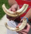 2 piece 10 inch Warthog Tusks, Ivory for Carving .95 lbs (You are buying the tusks shown) for $55.00