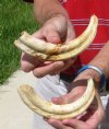 2 piece 8 inch Warthog Tusks, Ivory for Carving .60 lbs (You are buying the tusks shown) for $35.00